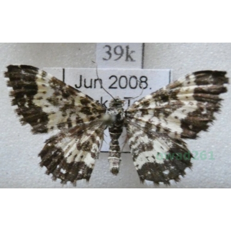 Rheumaptera subhastata (Nolcken, 1870) Paśnik włóczniak Slovakia39k